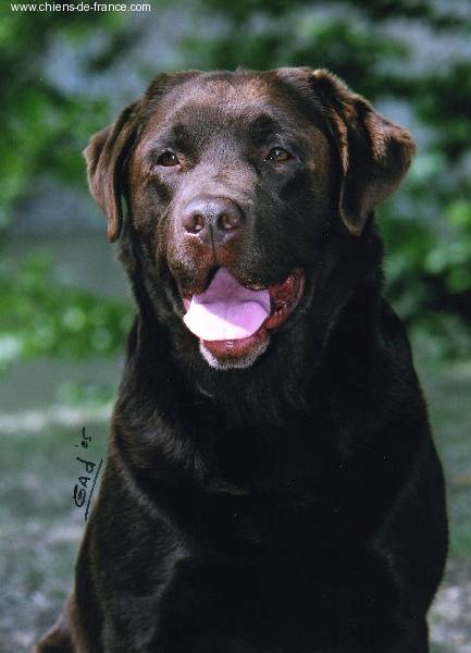 vahiné - Hund (5 Jahre)
